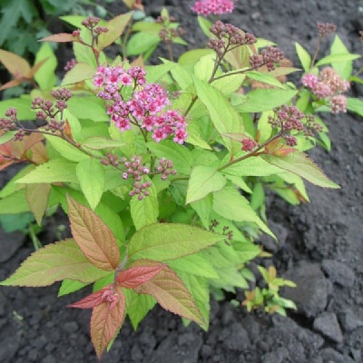 спирея японская firelight / spiraea japonica firelight